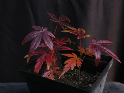 2 Seed-Grown Acer Palmatum 'Osakazuki' Japanese Maple Tree Seedlings - Image 1 of 3