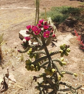 Cactus Cholla (Cylindropuntia) blooms red violet flowers, 4 inches long, cutting - Image 1 of 4