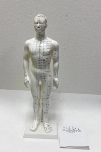 20 inches Chinese Human Acupuncture Model with Acupoints and Meridians - Picture 1 of 1