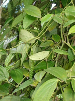 ♫ POIVRE Noir de Madagascar - Piper Nigrum ♫ Graines ♫ COLLECTION d'Aromatiques