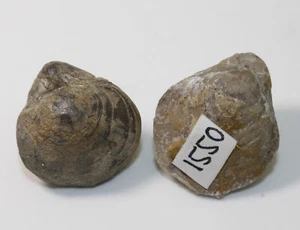 Brachiopoden, Terebratula sp., Jura, Oxford, Lochen-Gründle, Deutschland -x534 - Bild 1 von 7