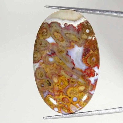 29.30Cts Natural Red Palm Root Agate Oval Cabochon Loose Gemstone 23x36x5mm - Image 1 of 4