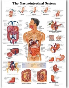 Gastrointestinal System Chart Poster Map Canvas Painting Wall Pictures Medical - Picture 1 of 4