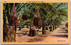 AZ-Arizona, A Date Grove On The Desert, Date Palms From Old Country, Postcard