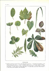 Stampa antica FOGLIE botanica Leaves 1942 Antique print - Imagen 1 de 1