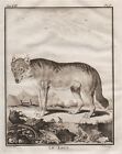 Wolf Rauptier predator wolves Loup gravure Kupferstich engraving Buffon 1780