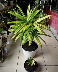 Palm Rhapis Excelsa bunt / Palm Wregu + Pflanzengesundheitszeugnis - Bild 1 von 5