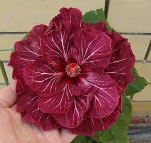 20 Double Dark Pink Hibiscus Seeds Perennial Flower Garden Exotic Hardy Seed 13