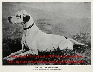 Puntero de perro campeón inglés Titibottle de Vadancourt, impresión antigua de 1901 - Imagen 1 de 6