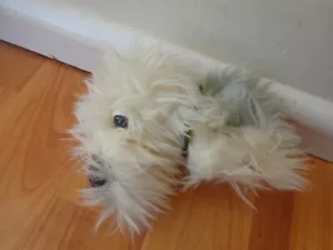 GENUINE THE DOG ARTLIST COLLECTION 5" OLD ENGLISH SHEEPDOG PLUSH SOFT TOY - Picture 1 of 1