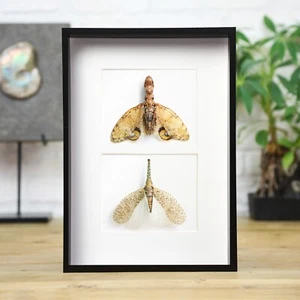 Myriad Cabezas Extrañas Insecto Taxidermia Caja Marco Diseño Interior Regalo Adorno - Imagen 1 de 5