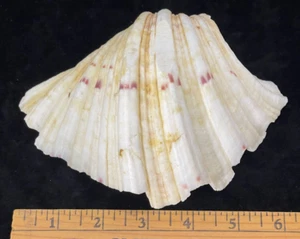 Tridacna Muschelschale natürliche Muschel Hälfte 6,4" L x 4,5" B x 2,25" H - Bild 1 von 7