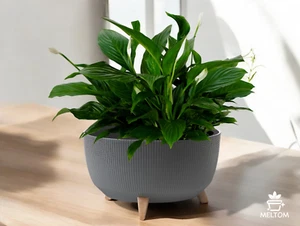 Blumentopf mit Füßen Schale Übertopf Kräutertopf inkl. Einsatz ( Anthrazit ) XL - Bild 1 von 7