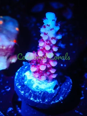 Cornbred's Supernova Acro - Frag - CORAL VIVO Foto 1 de 2