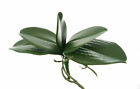 Orchid Leave Orchids Leaf Artifical Green Leaves Greenary Home Flower Decor