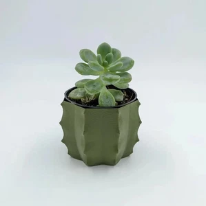 Cactus Plant Potter | 3D Printed Vase For Succulents And Small Cacti - Picture 1 of 8