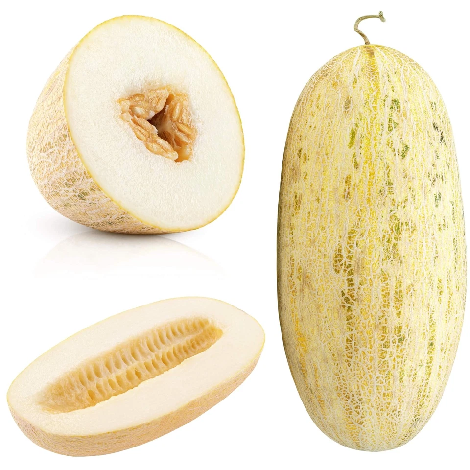 Rockmelon Indian Cream Cobra Melon 15 seeds vegetable garden SPRING SUMMER EASY - Image 1 of 1