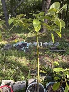 Lula Avocado Tree 7FT TALL  - Picture 1 of 1