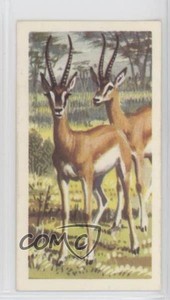 1962 Brooke Bond African Wild Life Tea Grant's Gazelle #41 z6d