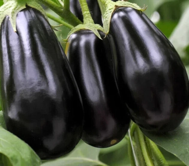 SEMILLAS DE BERENJENA BELLEZA NEGRA 200+ HUERTO Solanum Melongena ENVÍO GRATUITO Foto 1 de 1
