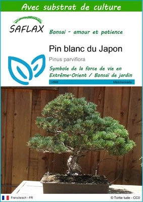 SAFLAX - Graines et substrat - Pin blanc du Japon - 12 Graines - Photo 1/4