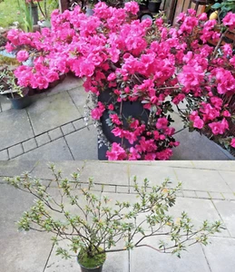 🌸 Rhododendron 🌸 Azalea simsii mit Blütenknospen Bonsai immergrün pink magenta - Bild 1 von 3