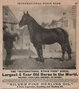 Horse Largest 4 Year Old in World International Stock Food Early 1900s Print Ad - Picture 1 of 2