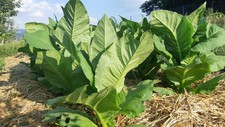 Tobacco Virginia seeds 10000 1g