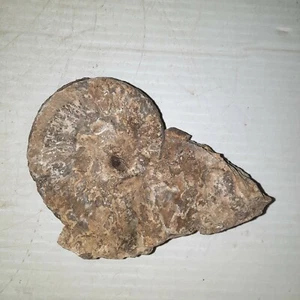 3 Zoll Ammonit Fossil  - Bild 1 von 12