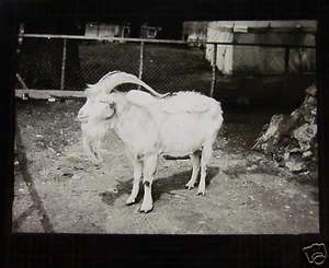 VINTAGE Zauberlaterne Dia WHIPSNADE ZOO BERGZIEGE 1930er Bedfordshire - Bild 1 von 2