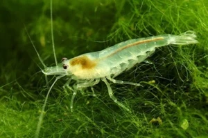 ✅LOTTO X 10 CARIDINE Varietà WILD RESISTENTISSIMI Acquario+MANGIME GAMBERETTI - Foto 1 di 2