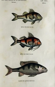 (P1) Grabado original 1853 coloreado a mano con passepartú (05512) - Imagen 1 de 2