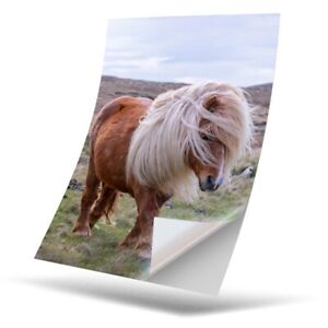 1 x Vinyl Sticker A4 - Windswept Shetland Pony Horse #15993