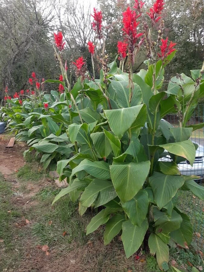 Canna Bulbs Red Jumbo Plants Tall  Plants Lot Of(5)Green Leaf Lily Rhizomes - Image 1 of 1