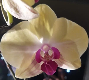 Orchidee Phalaenopsis Jamaica - Bild 1 von 5