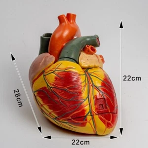 28*22*22cm Enlarge Human Heart Model 3 parts Medical Anatomy Model - Picture 1 of 7