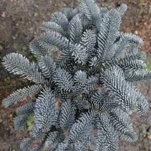 Blaue Edeltanne 40-60cm - Abies procera - Bild 1 von 1