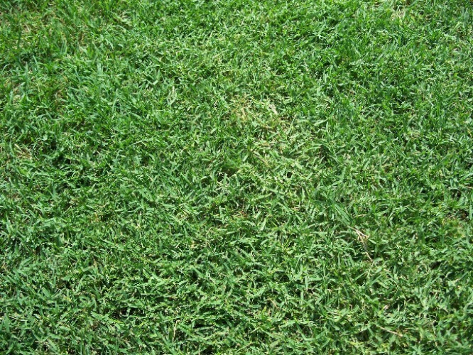Jonathan Green Fast Grow Cool Season Grass Seed – 3 Lb Bag For A Thick, Durable Lawn