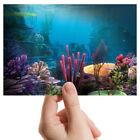 Photograph 6x4" - Underwater Reef Ocean Sea Diving Dive Art 15x10cm #8937