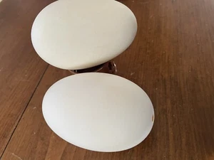 Hand Blown Goose Eggs (for Crafts: Ukranian eggs, faberge egg, Easter eggs) - Photo 1 sur 7