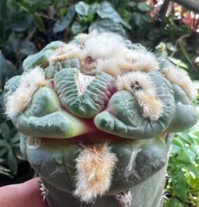 6.6cm liveSucculent plant Ariocarpus Fis Hybird 'Godzilla' WYSIWYG G ratfed - Picture 1 of 5