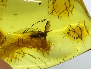 AMBER Piece with Insect Baltic Fossil Inclusion Insects Stone Unique 4,1g 14484 - Picture 1 of 12