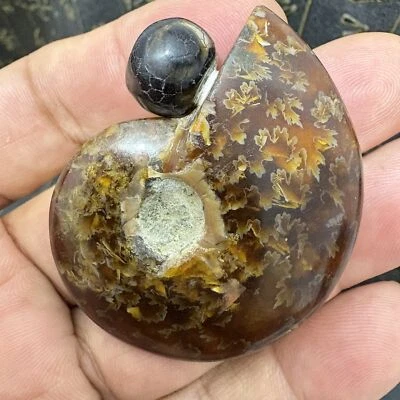 Natural, caracola de jade, criatura antigua, fósil de caracola, maceta de tabaco Foto 1 de 4