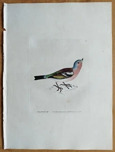 Chaf Finch - Lewin Original Colored Print Folio - 1795 - Picture 1 of 1
