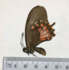 Papilio Torquatos Atsukoae Female 1  El Salvador