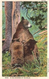 Vintage Postcard 1934 Madonna of the Wilds Yellowstone Park Wild Animal Picture - Picture 1 of 2