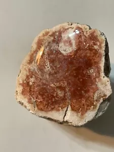 PETRIFIED WOOD LIMB FOSSIL POLISHED - Picture 1 of 4