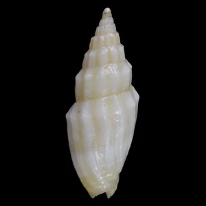 VEXILLUM TURRIGER (Mactan Isl., Philippines) 9.3mm #28135 - Picture 1 of 3