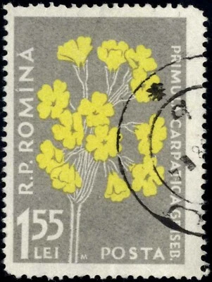 ROMANIA 1957 Error initial of the "M"  Flowers,PRIMUL CARPATICA,Romania,1,55 LEI - Image 1 of 2
