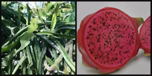 (1) Drachenfrucht wurzellos schneiden ~ Halleyschen Komet ~ rotes Fleisch 8 Zoll Pitahaya Hylocereus - Bild 1 von 8